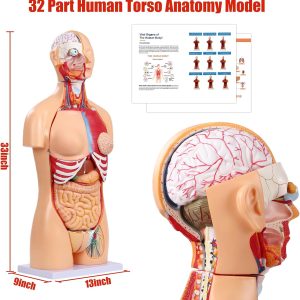 Anatomía del Torso Humano Modelo 33,4", Doble Sexo 32 Partes Extraíble Tamaño Vida con Corazón, Cabeza, Cráneo Capas Musculares Viscerales Cerebral Model Incluye Manual de Producto para Laboratorio de Estudiantes de Medicina En Aulas
